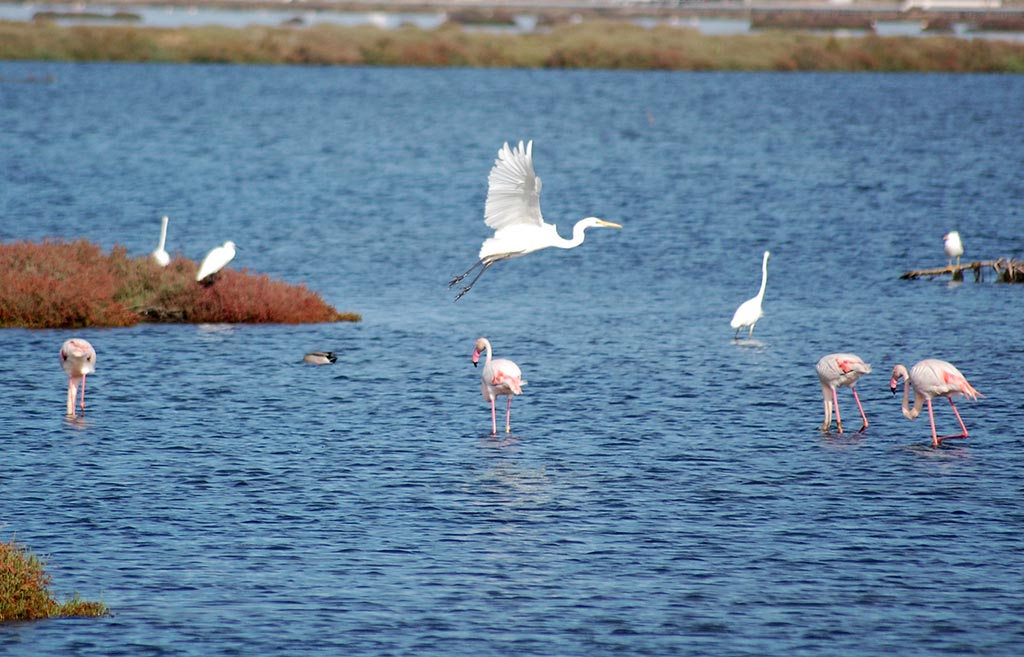 Stagno di Molentargius con I fenicotteri e gli aironi